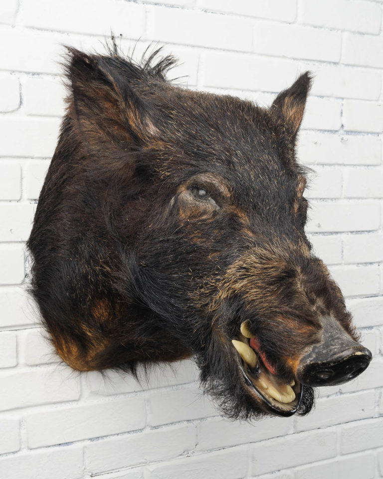 Tx008 Black Boar Prop Rental Acme Brooklyn