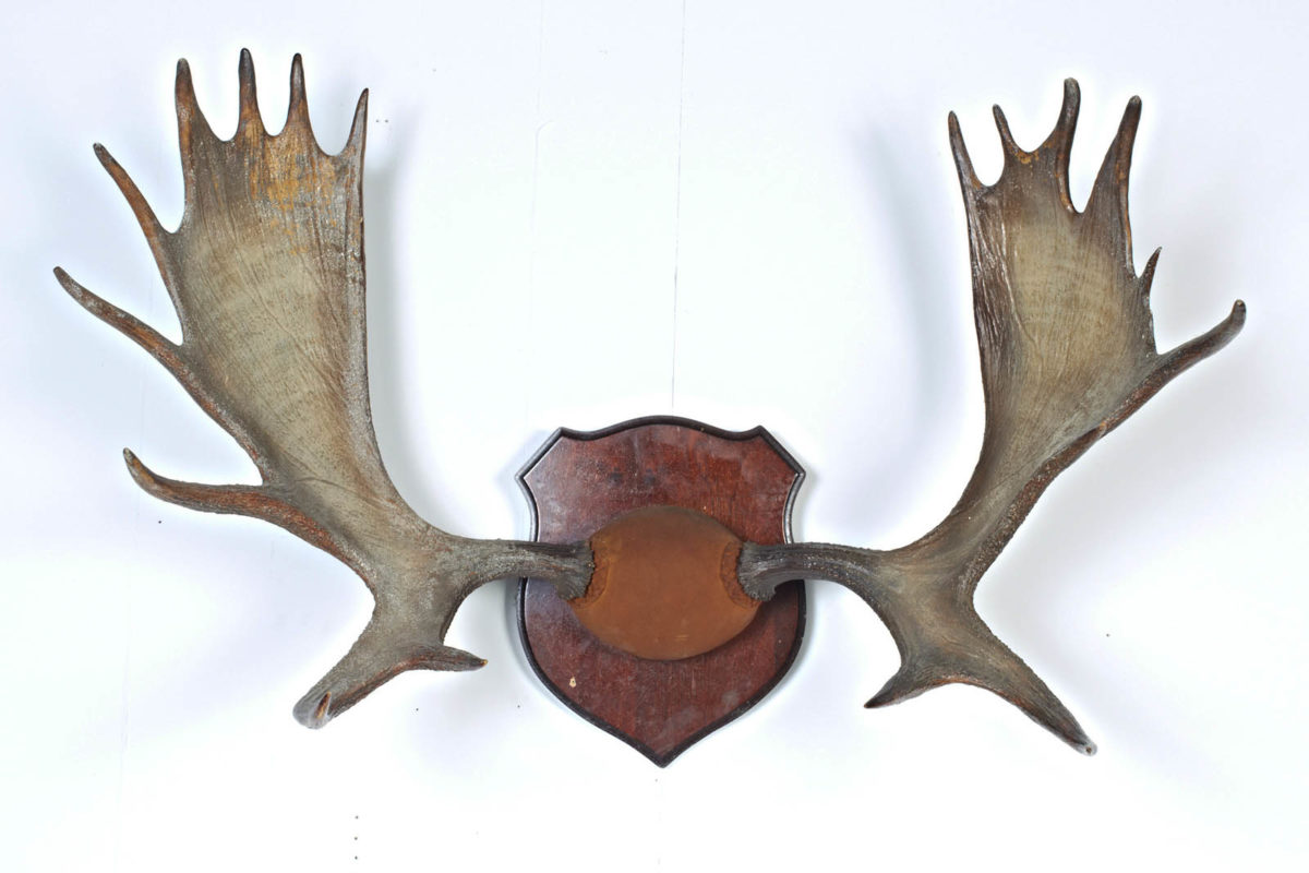 TX025 Moose Antlers Prop Rental ACME Brooklyn