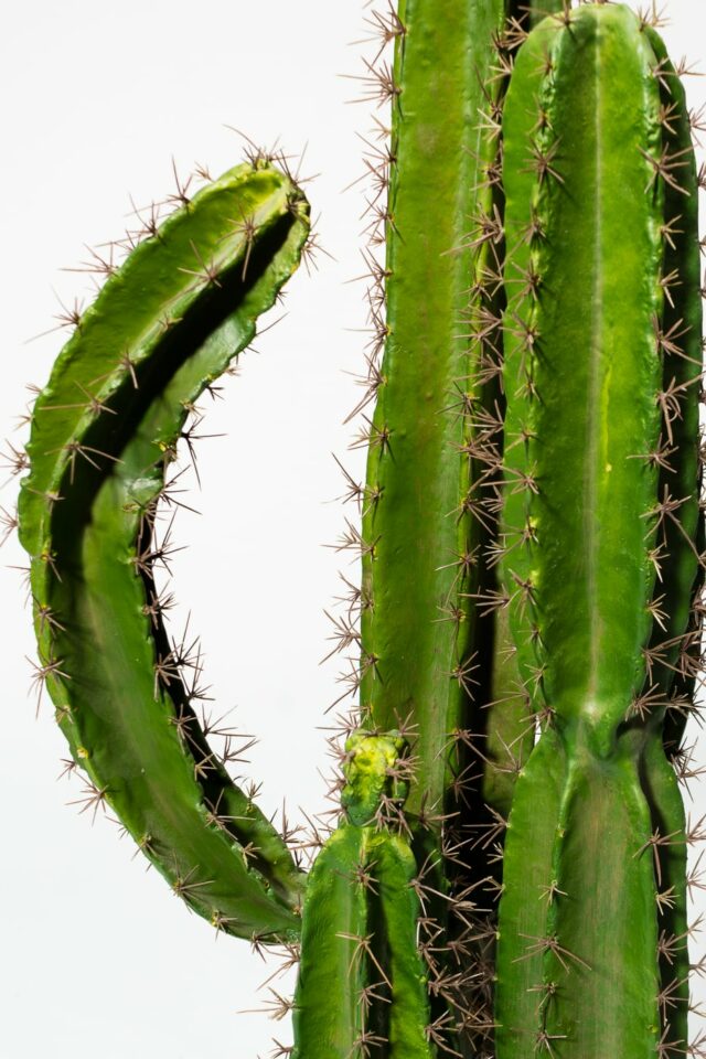 Fp007 Mesa Faux 62″ Inch Potted Saguaro Cactus Prop Rental Acme Brooklyn