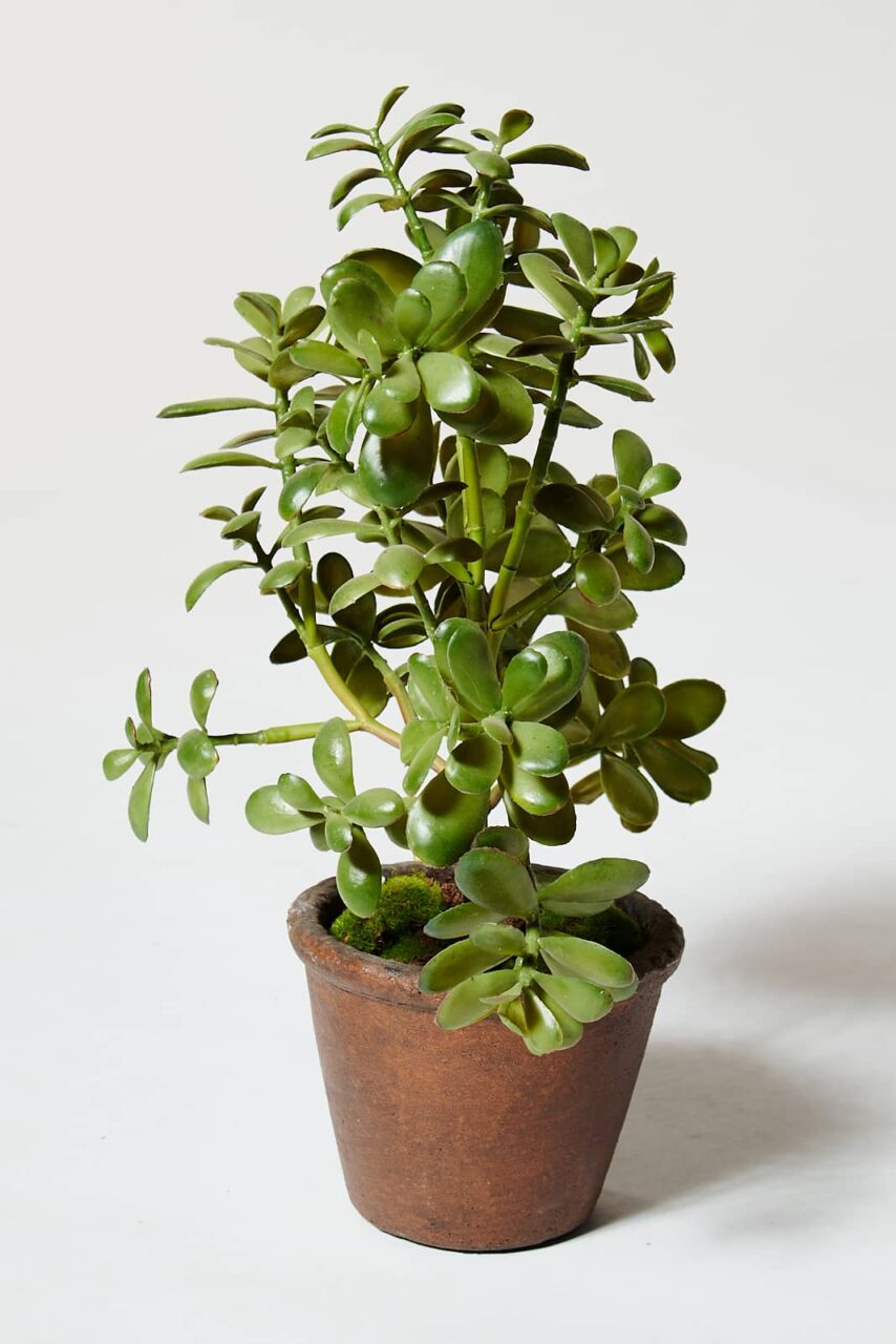 FP072 Lita Potted Faux Jade Plant Prop Rental - ACME Brooklyn