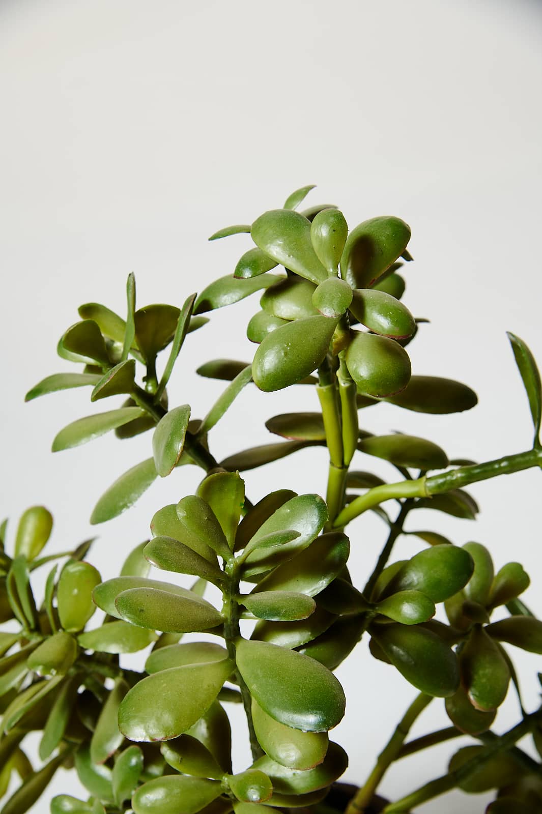 FP072 Lita Potted Faux Jade Plant Prop Rental - ACME Brooklyn